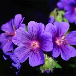 tetanam | Bunga Geranium: Keindahan serta Manfaatnya yang Beragam bunga geranium adalah