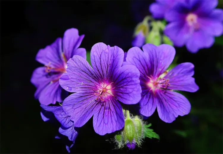 tetanam | Bunga Geranium: Keindahan serta Manfaatnya yang Beragam bunga geranium adalah