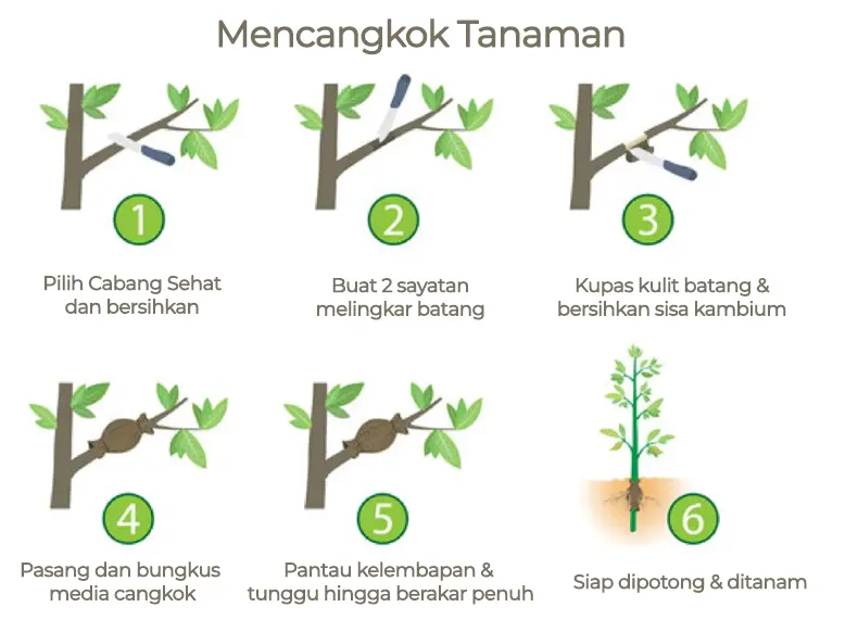cara mencangkok tanaman