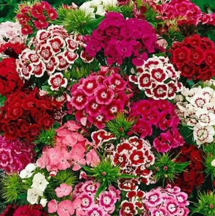 dianthus