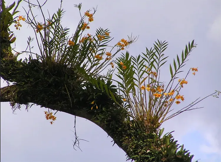 dendrobium fimbriatum