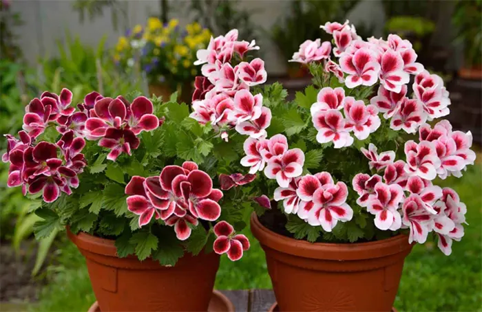 tetanam | Bunga Geranium: Keindahan serta Manfaatnya yang Beragam bunga geranium