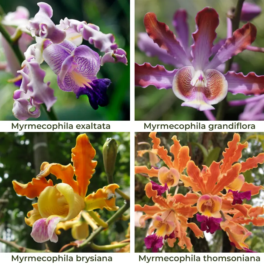 tetanam | Kenapa Anggrek Scomborgia Memikat Hati Para Pecinta Anggrek? jenis Anggrek Scomborgia