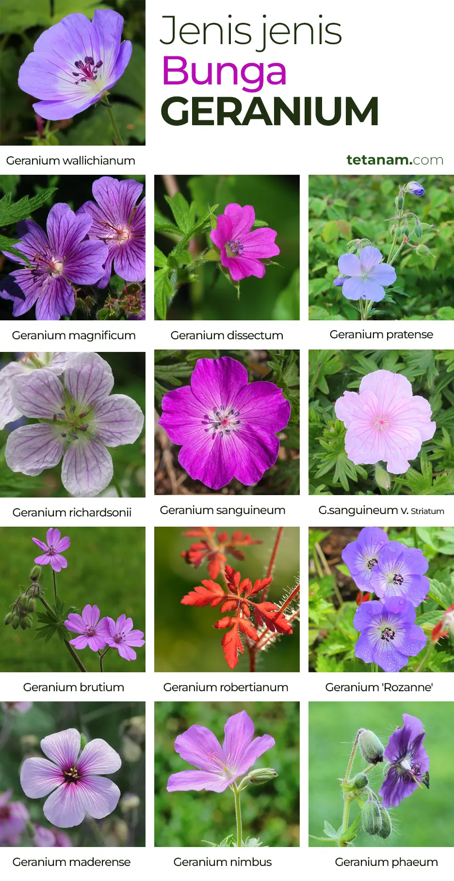 tetanam | Bunga Geranium: Keindahan serta Manfaatnya yang Beragam bunga geranium