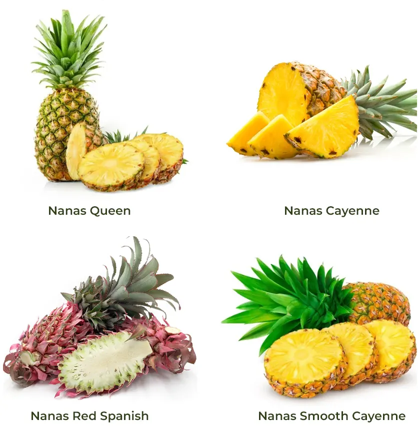 jenis jenis nanas