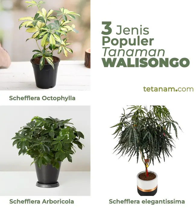 jenis tannaman walisongo
