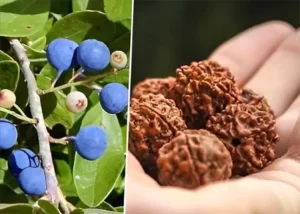 tetanam | Pohon Jenitri: Keajaiban dan Manfaatnya yang Menakjubkan jenitri adalah