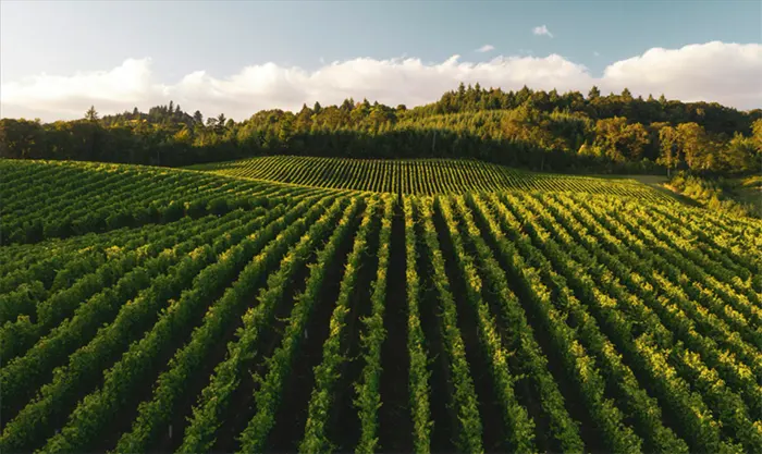 tetanam | Pertanian Organik: Masa Depan Pangan dan Lingkungan Sehat! pertanian organik