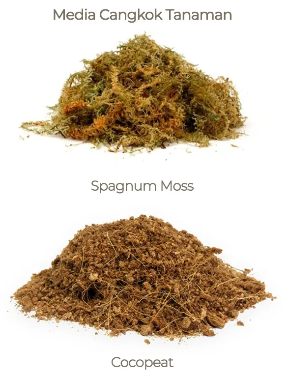 Media cangkok tanaman