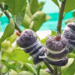 mencangkok tanaman adalah