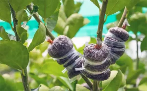 mencangkok tanaman adalah