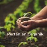 tetanam | Pertanian Organik: Masa Depan Pangan dan Lingkungan Sehat! pertanian organik adalah