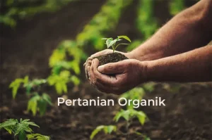 tetanam | Pertanian Organik: Masa Depan Pangan dan Lingkungan Sehat! pertanian organik adalah