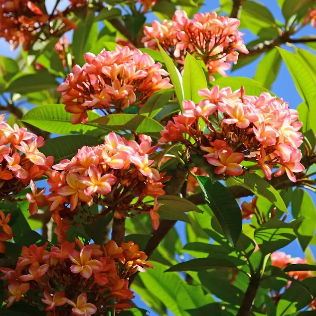 plumeria