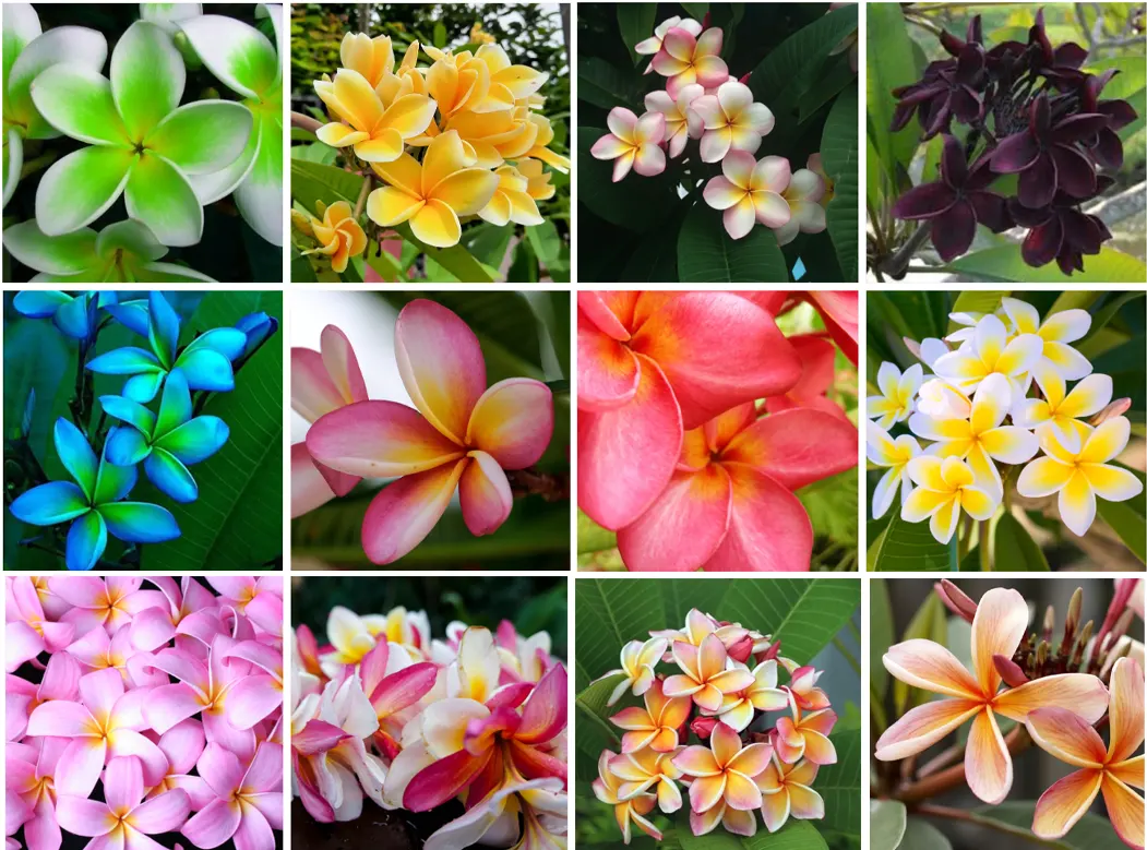 plumeria hibrida