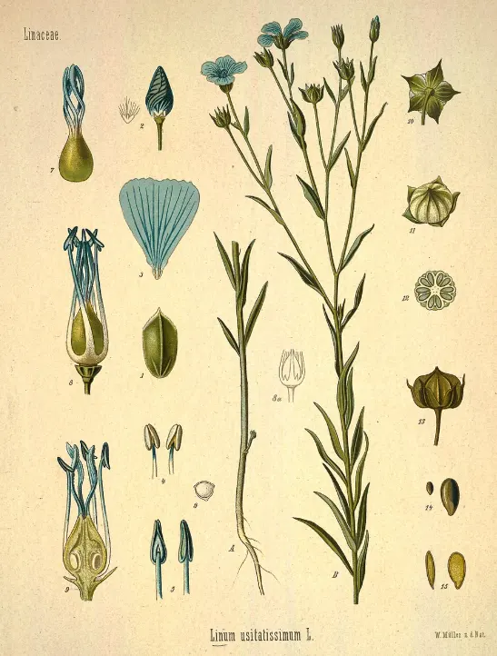 tetanam | Biji Rami: Nutrisi dari Tanaman Rami yang Tak Terduga