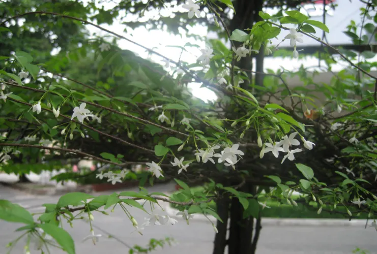 tetanam | Anting Putri: Dari Tanaman Hias hingga Bonsai yang Menawan! anting putri