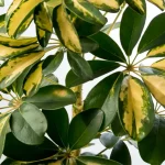 tanamann walisongo adalah