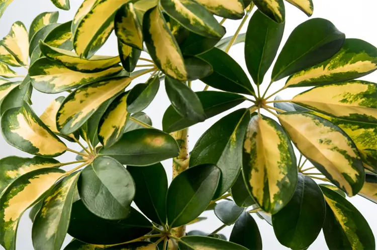 tanamann walisongo adalah