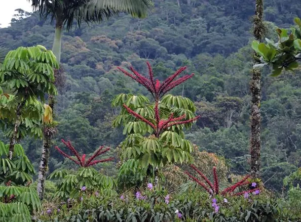 habitat tanaman walisongo