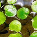 amazon frogbit adalah