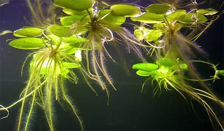 amazon frogbit