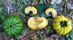 Asam Gelugur: Si Asam Ajaib Penurun Lemak & Kolesterol
