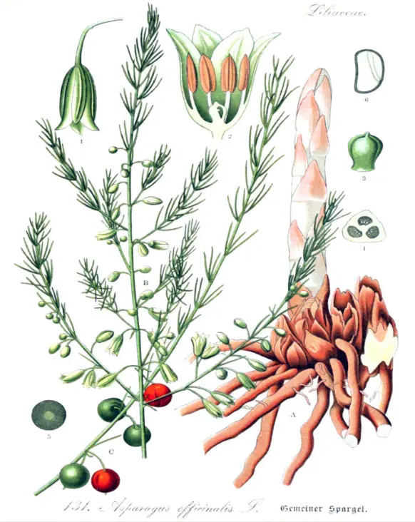 tetanam | Asparagus: Sayur Mewah Penuh Manfaat yang Wajib Anda Coba tanaman asparagus