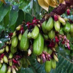 belimbing sayur adalah