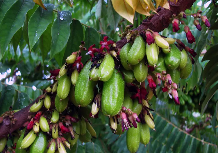belimbing sayur adalah