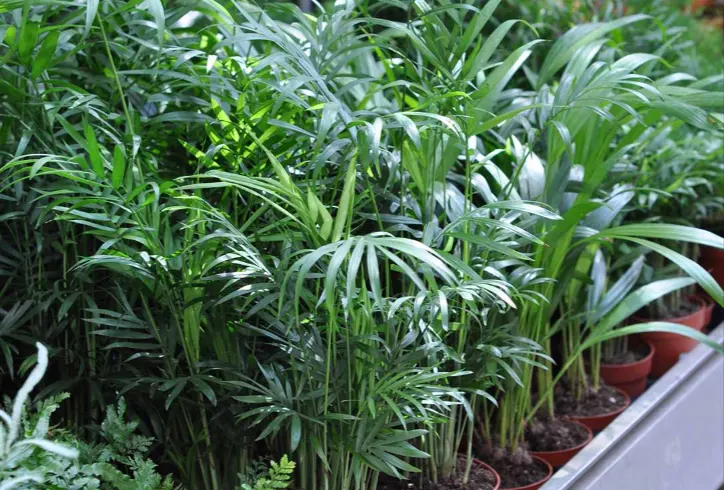 tetanam | Palem Bambu: Tanaman Hias Tahan Banting Anti Rewel bibit palem bambu