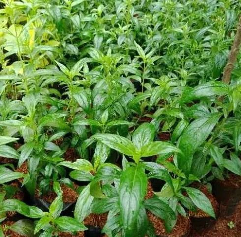 tetanam | Rahasia Sambiloto: Bagaimana Tanaman Ini Menjaga Kesehatan? bibit sambiloto