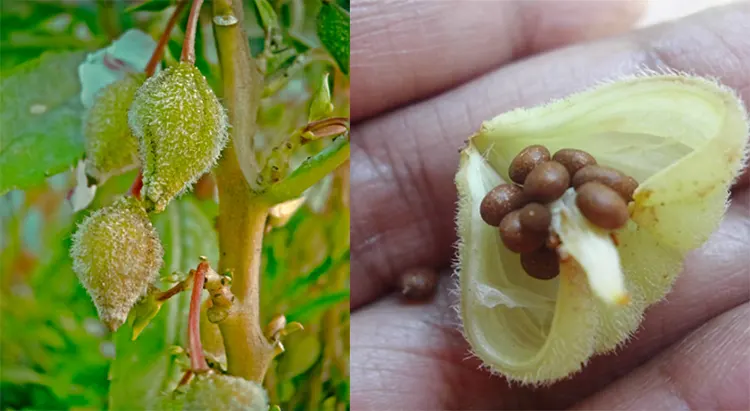 tetanam | Pacar Air: Bikin Cantik Kuku, Ternyata Penuh Manfaat! biji pacar air