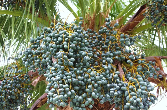 tetanam | Palem Kipas: Rahasia Tanaman Hias Taman Elegan & Sejuk biji palem kipas