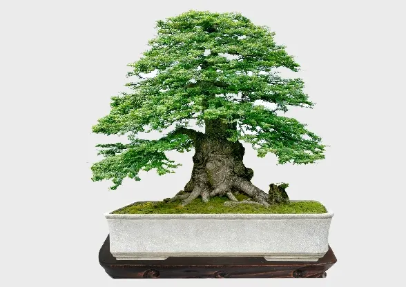 bonsai kawista