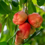 tetanam | Buah Ackee: Buah Aneh, Beracun, Tapi Dianggap Superfood buah ackee adalah