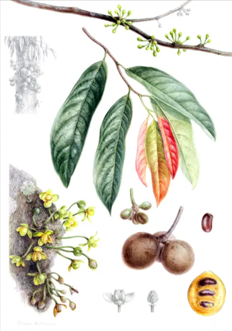 tetanam | Buah Kepel: Rahasia Wangi Tubuh Alami yang Hampir Punah