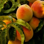 buah peach adalah