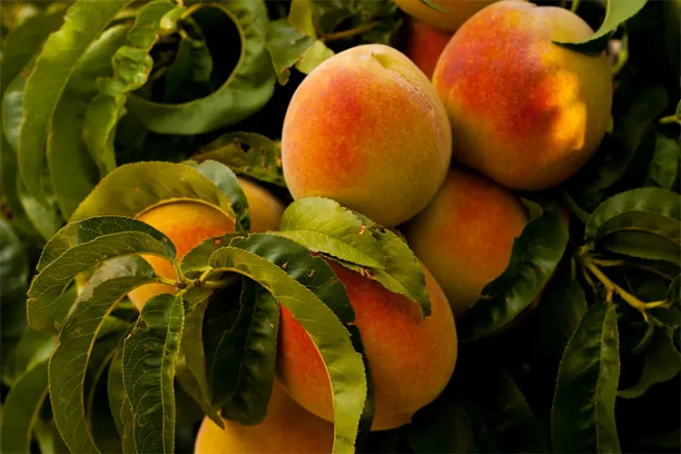 tetanam | Buah Peach: Rahasia Manis yang Sehat & Menggoda buah peach adalah