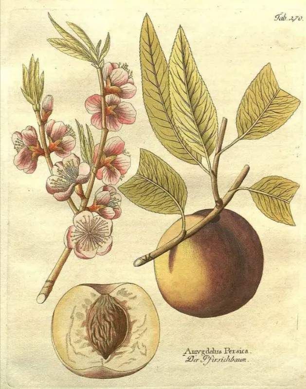 tetanam | Buah Peach: Rahasia Manis yang Sehat & Menggoda buah peach