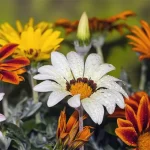 tetanam | Bunga Gazania: Pesona Eksotis yang Tahan Segala Cuaca bunga gazania adaLAH