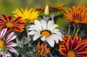 tetanam | Bunga Gazania: Pesona Eksotis yang Tahan Segala Cuaca bunga gazania adaLAH