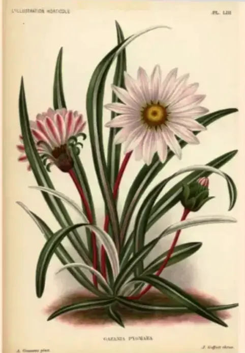 bunga gazania