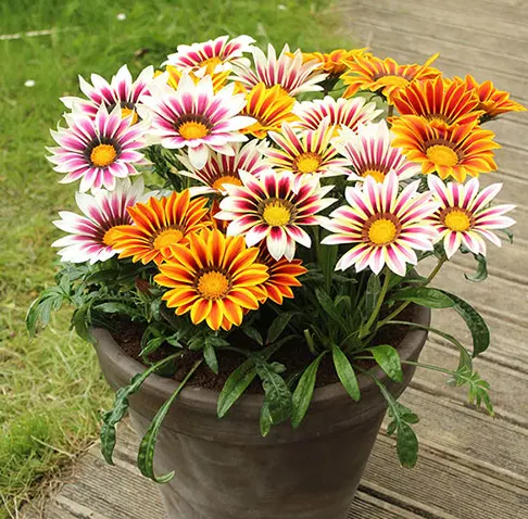 bunga gazania
