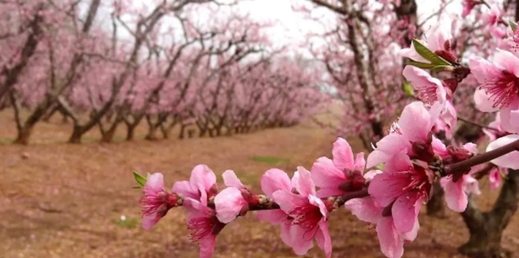 tetanam | Buah Peach: Rahasia Manis yang Sehat & Menggoda bunga peach