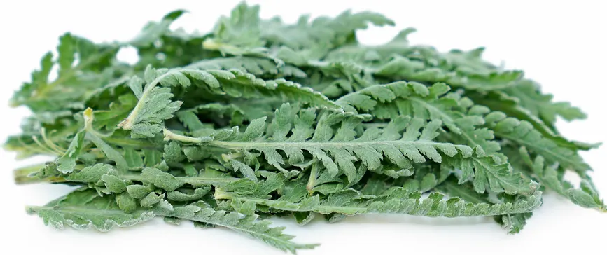 kandungan daun seribu