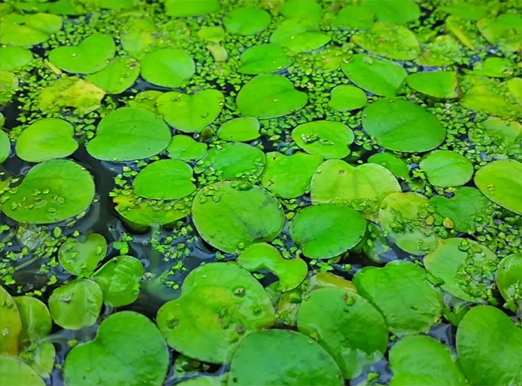 frogbit