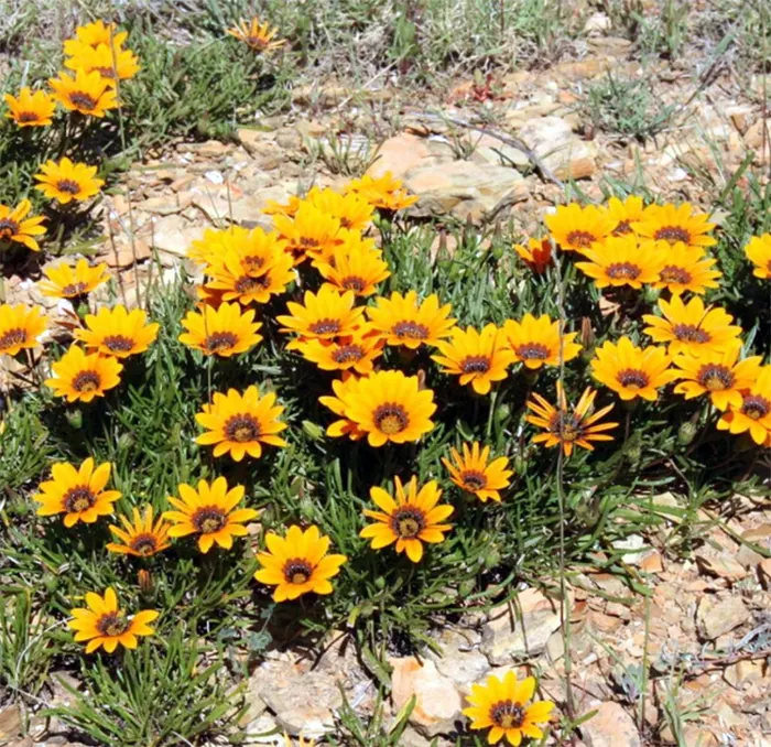 bunga gazania