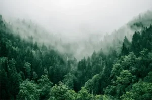 tetanam | Hutan di Ujung Tanduk: Kita Penyelamat atau Perusak? hutan adalah