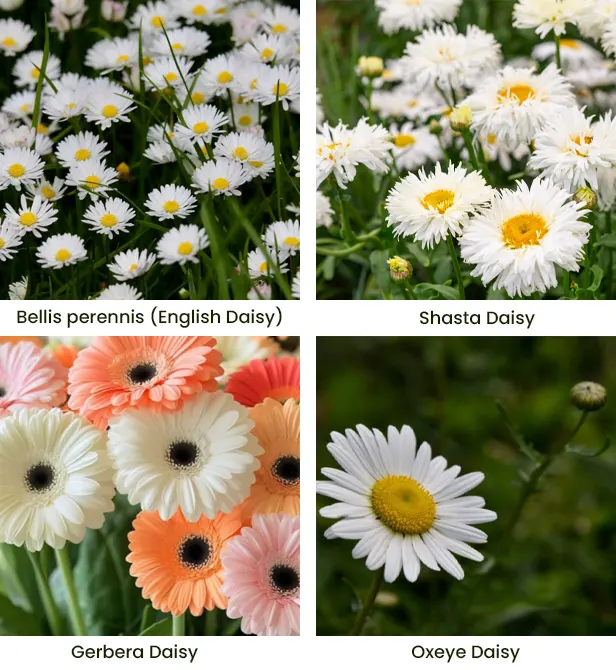 jenis bunga daisy